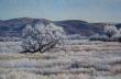 16X24 -  Frost on the Leaning Tree - 2431