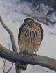 11x14 - Sharp-Shin Hawk - 2438