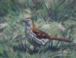 11x14 - Brown Thrasher - 2440