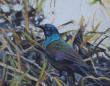 11x14 - The Common Grackle - Prairie Landscape Oil Painting by Dean Francis - 2436